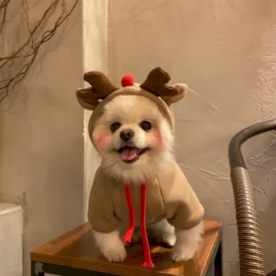 dog coat hoodies bulk dog coat hoodies bulk