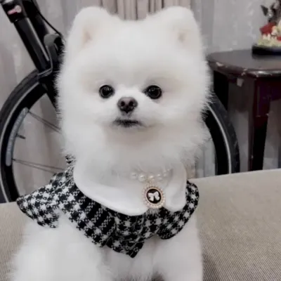 Dog coat for small breeds Trendy dog fashion