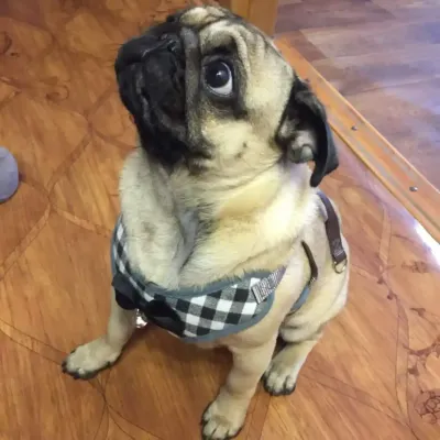Small Dog Harness and Leash Providers Small Dog Harness and Leash Providers