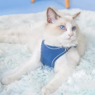 Winter pet harness Winter warm pet harness