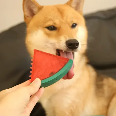 New frozen dog chew toys