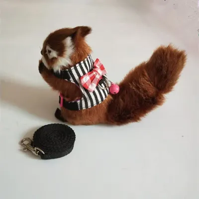 Small Guinea Pig Clothes Small Guinea Pig Clothes