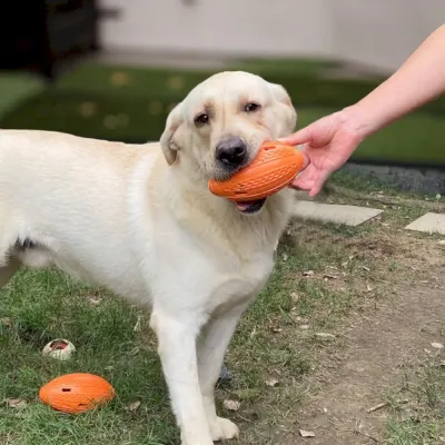 puzzle Rugby Dog Toys bulk puzzle Rugby Dog Toys bulk