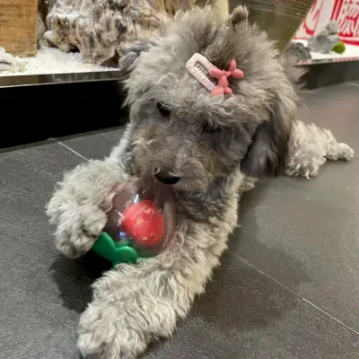 chew toy for Bichon lightweight dog ball