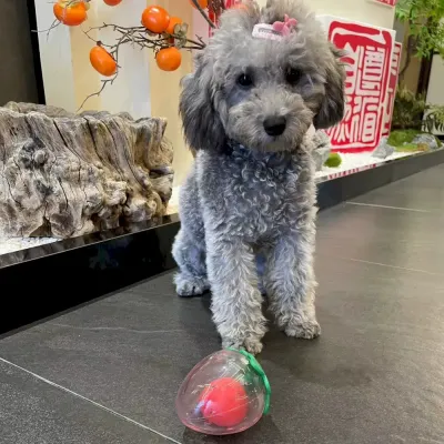 fun dog toy safe dog chew toy