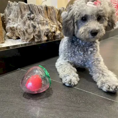 chew toy for Teddy non-toxic chew toy