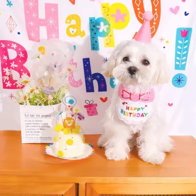 Birthday Party Jazz Hat for Puppies and Cats Collar Decoration Birthday Costume Dog Birthday Party Hat & Bib Costume Set