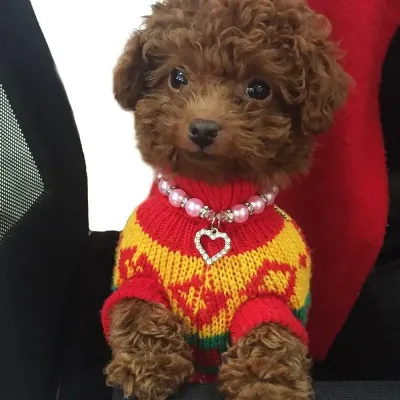 Pet Pearl Necklace with Rhinestone Heart Pendant Dog Pet Pearl Necklace with Rhinestone Heart Pendant