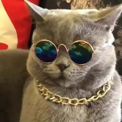 Hot Cute Cats Costumes Glasses Hot Cute Cats Costumes Glasses