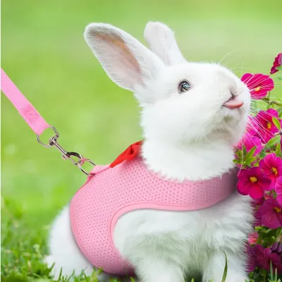 Rabbit Harness and Leash Rabbit Harness and Leash