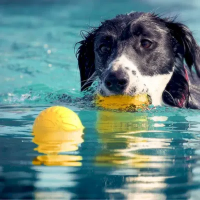 Dog Toy Fetch Ball bulk