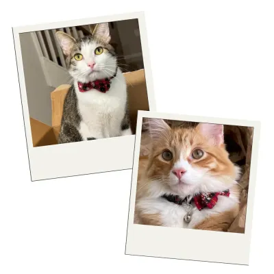 Cat Collar with Christmas Snowflake Pattern Bow tie and Tiny Bell Cat Collar Snowflake Pattern Bow tie Pet Collar with Bell