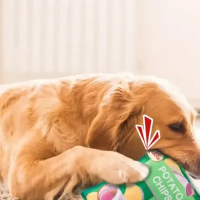 Plush Dog Toys Wholesaler Plush Dog Toys Wholesalers