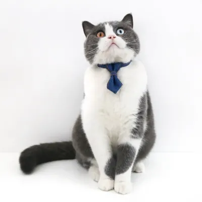 Pet Denim Bow Tie Collar (2)_1 With its elegant and fashionable design, this denim collar set adds a touch of charm to pets, making it perfect for photoshoots, parties, or everyday wear.