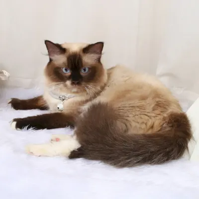 Safe cat collar Fashionable cat collars
