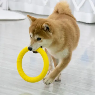 Dog Ring Toys bulk