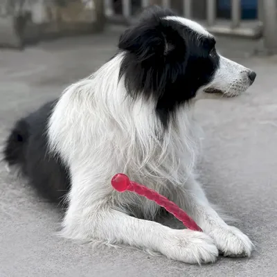 dog training chew toy