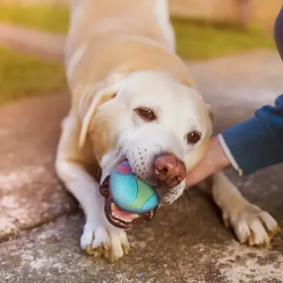 non-toxic dog toy non-toxic chew toy