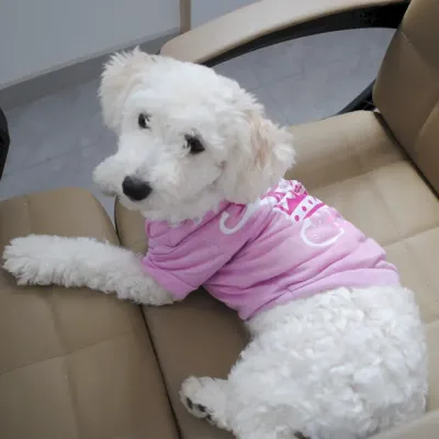 Bichon dog shirt stylish pet clothing