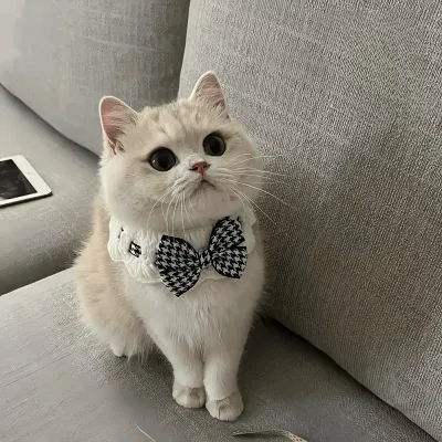 Floral Knitted Pet Collar with Bowtie