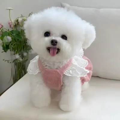 Dog Striped Dress Dog Striped Dress