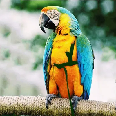 Bird Harness and Leash Bird Harness and Leash