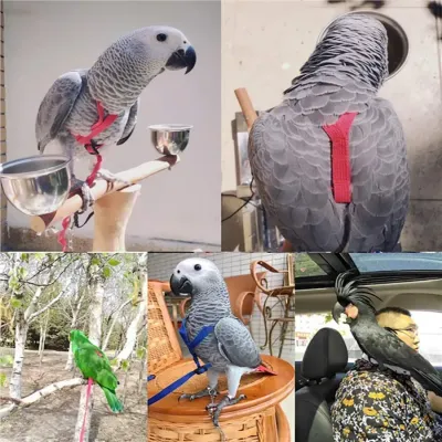 Bird Harness and Leash Set Bird Harness and Leash Set