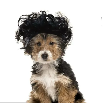 pet wig (1)_1 Cute and playful curly wig for dogs, great for Halloween costumes and themed events.