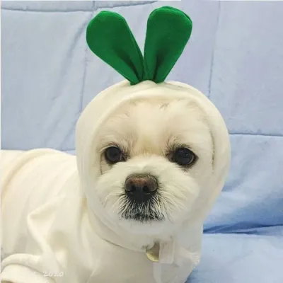 Made from soft fleece, this dog hoodie provides the perfect balance of warmth and comfort, ideal for small breeds like French Bulldogs and Chihuahuas.