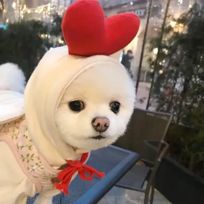 dog hoodie (5) Retailers can offer this adorable Heart-themed pet hoodie to customers looking for stylish and cozy winter apparel for their small pets.