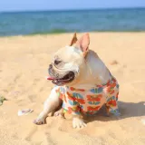 Summer Breathable Mesh Cooling T-Shirt for Dogs (9) Quick-drying and moisture-wicking material that provides a cooling effect.