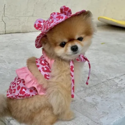 Puppy Bathing Dress Suit bulk Puppy Bathing Dress Suit bulk