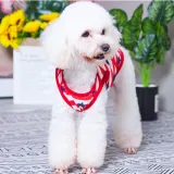 Summer Lightweight Stripe and Star Pet Vest for Dogs (3) Comfortable and stylish design for casual outings and daily wear.