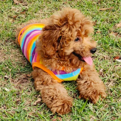Stylish and playful rainbow design that makes pets stand out.