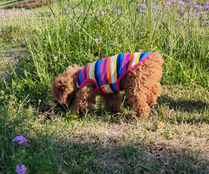 Soft, breathable fabric to keep pets cool and comfortable during warmer seasons.