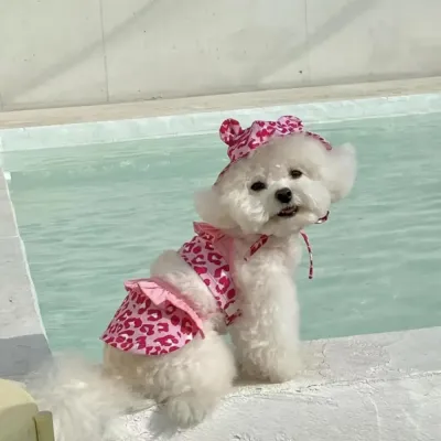 Leopard print dog swimsuit Leopard print dog swimsuit