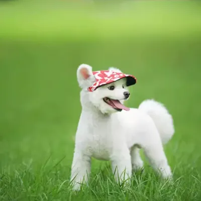 Pet Hat for Small Breeds Pet Hat for Fashion