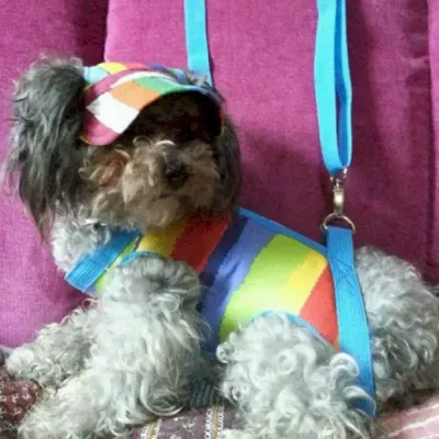 Pet Hat for Sun Protection
