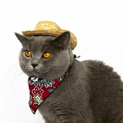 Pet Collars for Outdoor Use