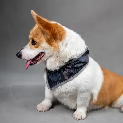 Adjustable Pet Collars Pet Supplies for Resellers