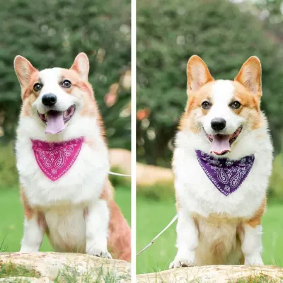 Pet Collar for Special Occasions Pet Collar with Polyester Strap
