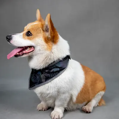 Reflective Pet Bibs Functional Pet Collars