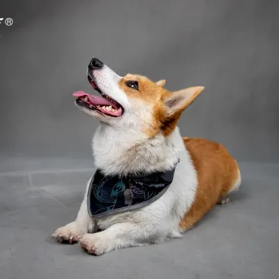 High-Visibility Pet Bibs Unique Pet Accessories