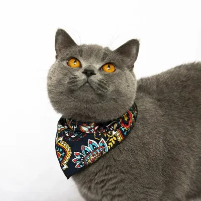 Everyday Pet Collars