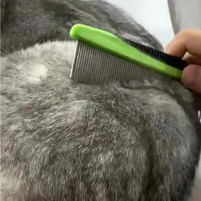 Pet Grooming Tools