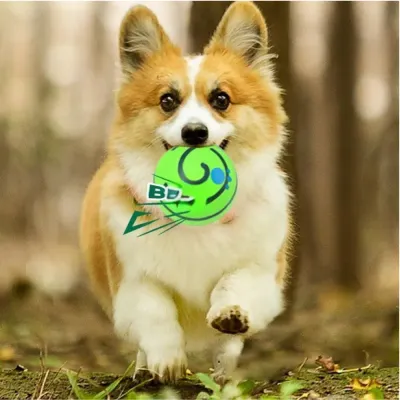 This squeaky ball encourages both physical exercise and mental stimulation, making it ideal for dogs who love to chase, fetch, and play. It’s a great tool for active dogs in commercial settings like dog parks, resorts, and other pet-friendly businesses.
