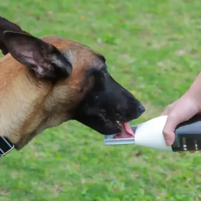 Portable Pet Water Dispenser For Sale