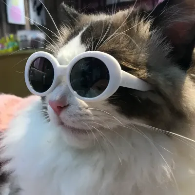Small dog sunglasses UV protection pet glasses