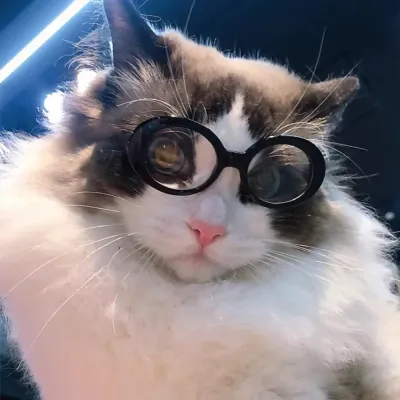 Summer pet eyewear Pet fashion collection