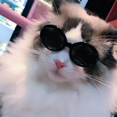 Pet sunglasses Unique pet eyewear